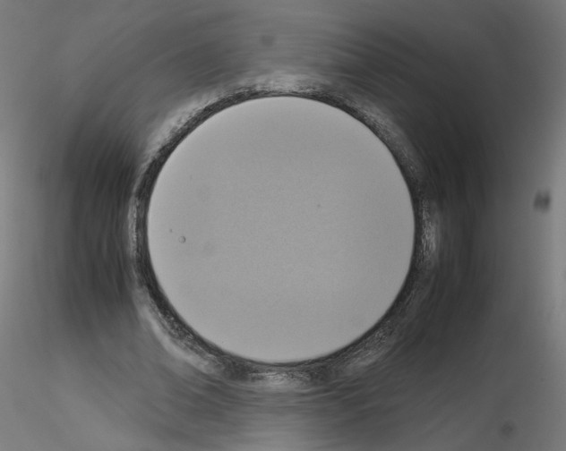 X0000115540678200912181530