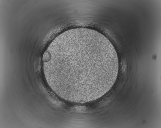X0000115540685200912181529