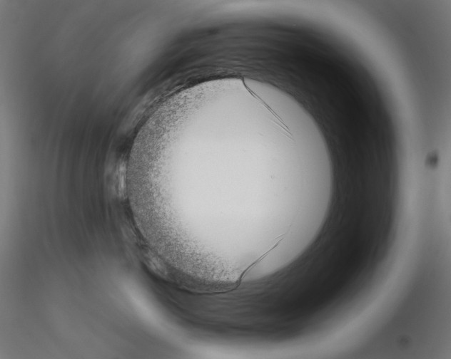 X0000115540766200912181529
