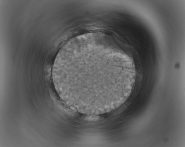X0000115540767200912181529