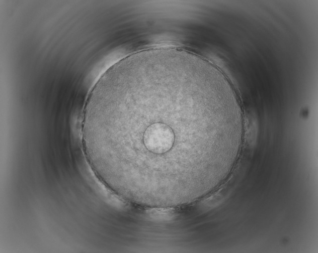 X0000115540810200912181527
