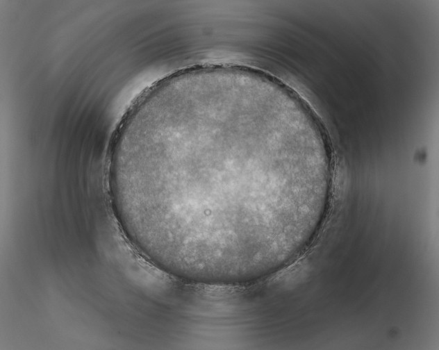 X0000115540832200912181527