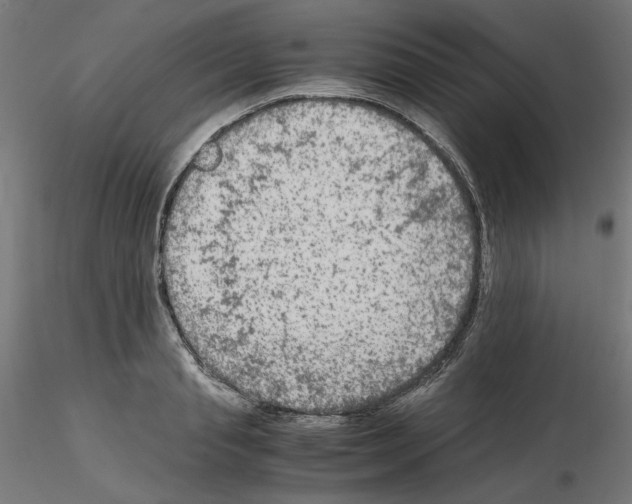 X0000115540845200912181527