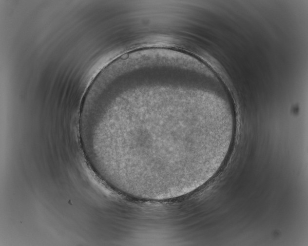 X0000115540850200912181527
