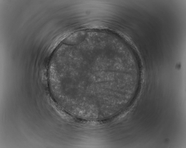 X0000115540881200912181526