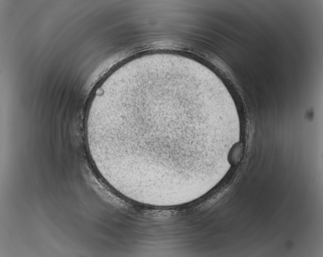 X0000115540930200912181525