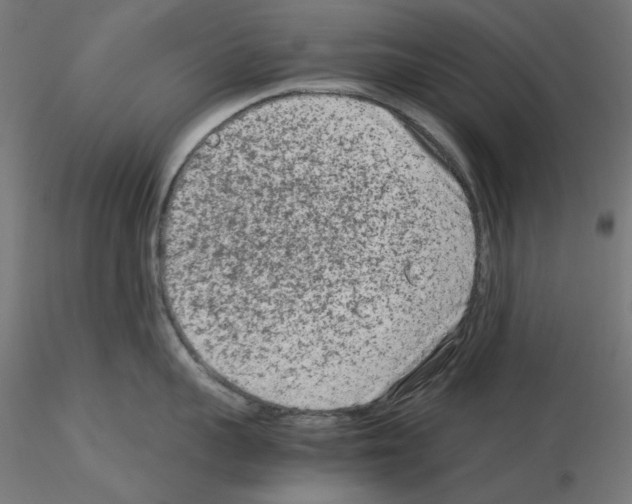 X0000115540959200912181526