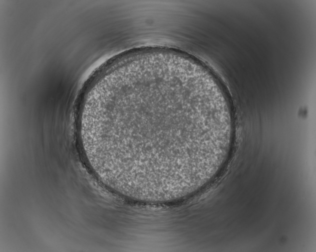 X0000115540975200912181525