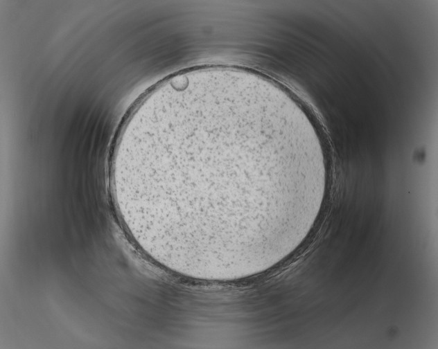 X0000115540980200912181525