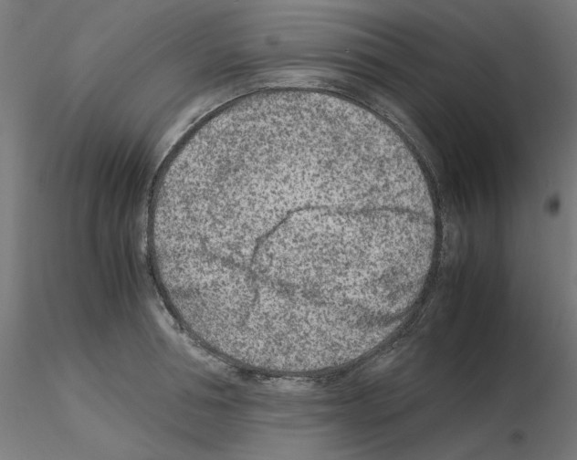 X0000115540994200912181525