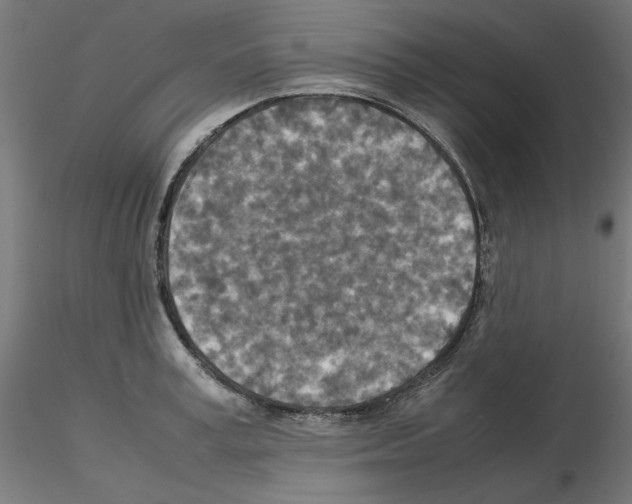 X0000115540995200912181525