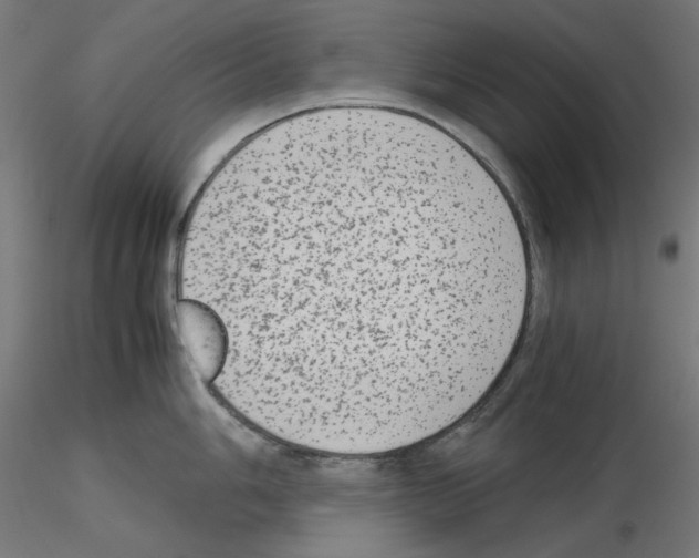 X0000115541006200912181525