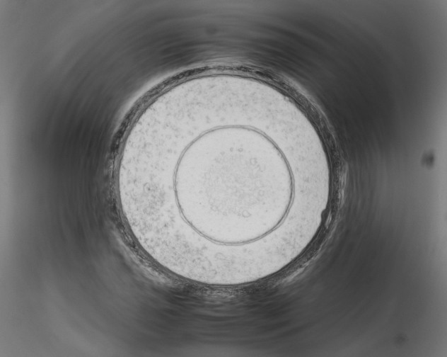 X0000115541021200912181524