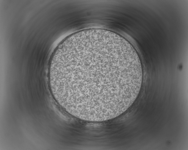 X0000115541051200912181525