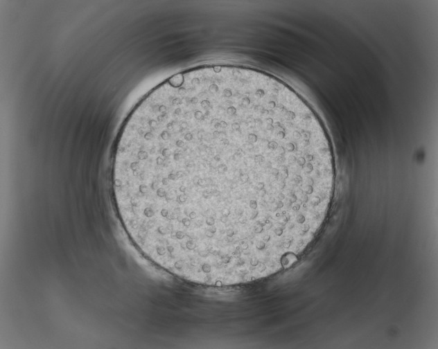 X0000115541053200912181525