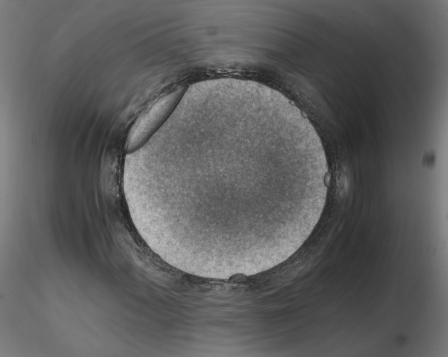 X0000115541060200912181524