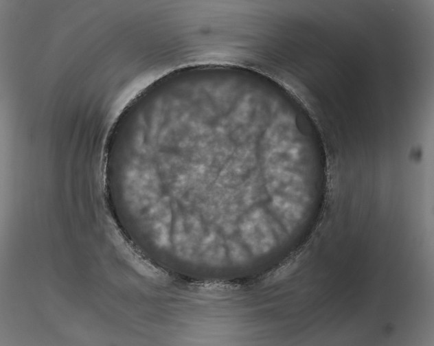 X0000115541077200912181524