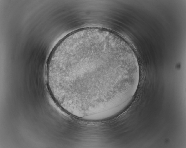X0000115541084200912181524