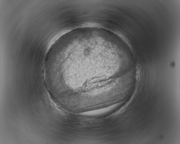X0000115541117200912181523