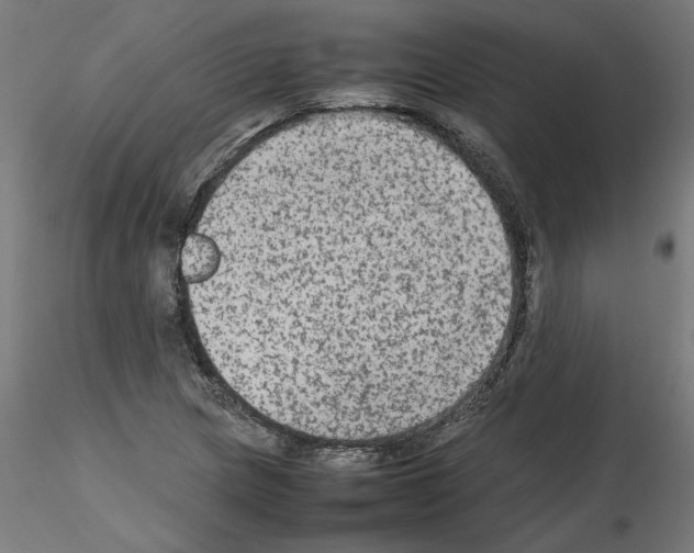 X0000115541217200912181521