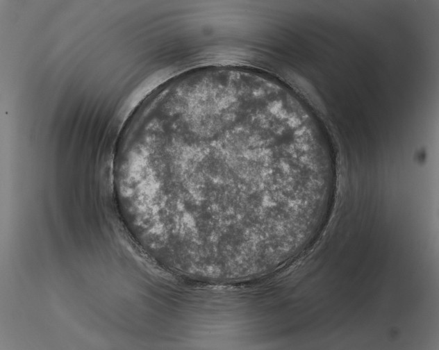 X0000115541226200912181522