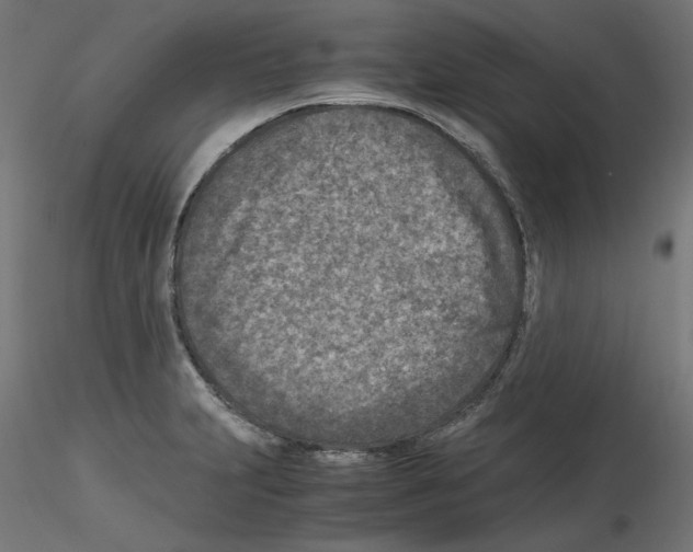 X0000115541231200912181522