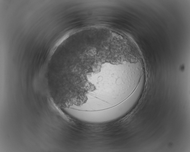 X0000115541235200912181522