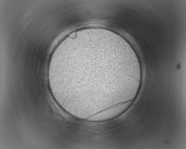 X0000115541240200912181522