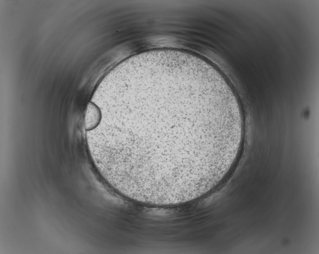 X0000115541241200912181522