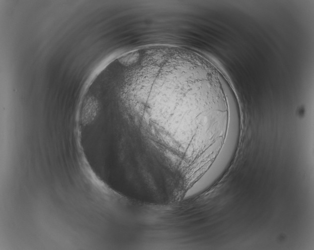 X0000115541243200912181522