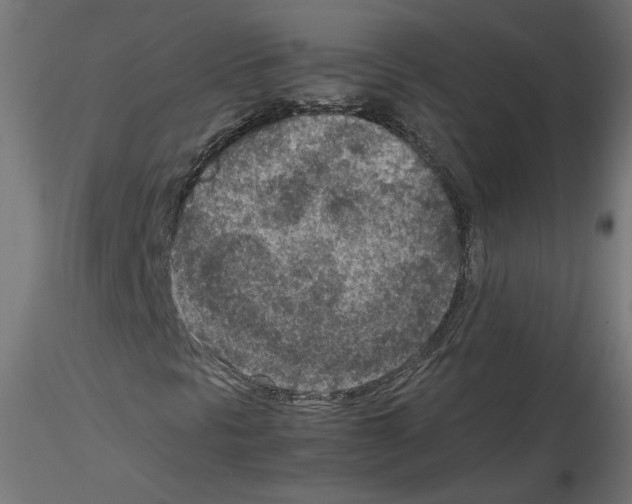 X0000115541297200912181520