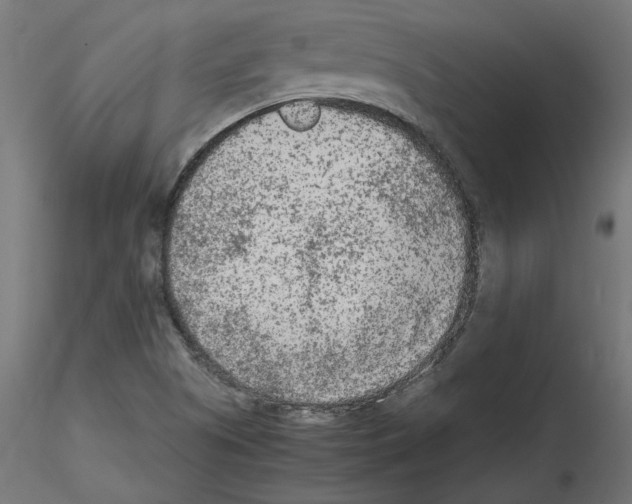 X0000115541505200912181517