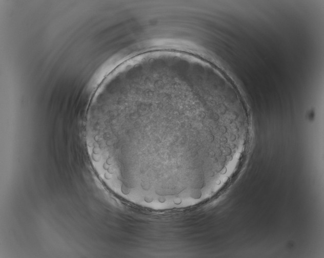 X0000115541529200912181517