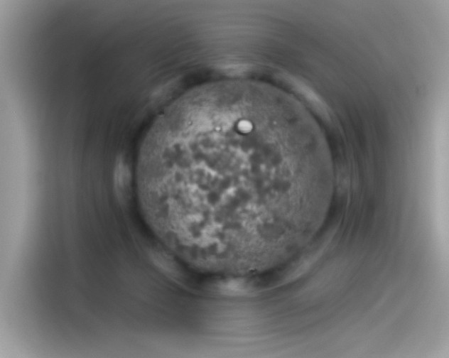 X0000115550365200911131610