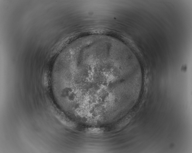 X0000115550161200911271442