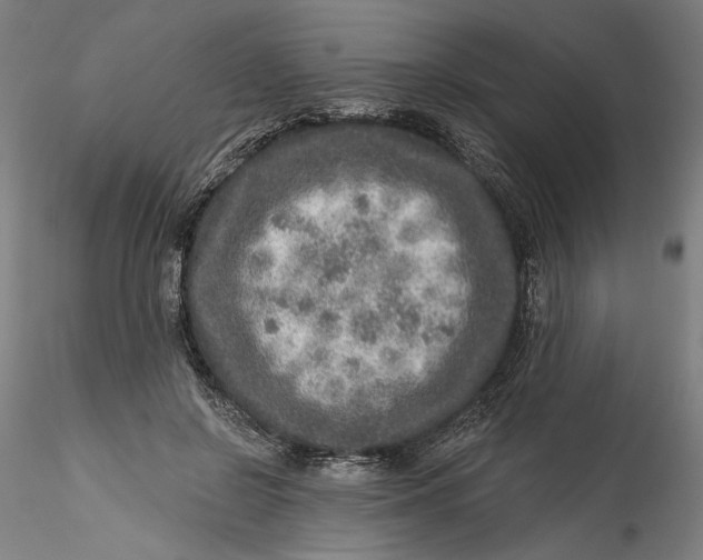 X0000115550550200911271436