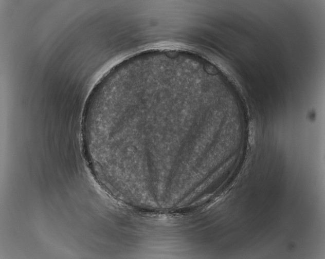 X0000115551229200911271426