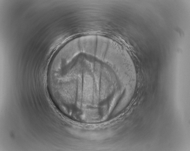 X0000115550002200912041042