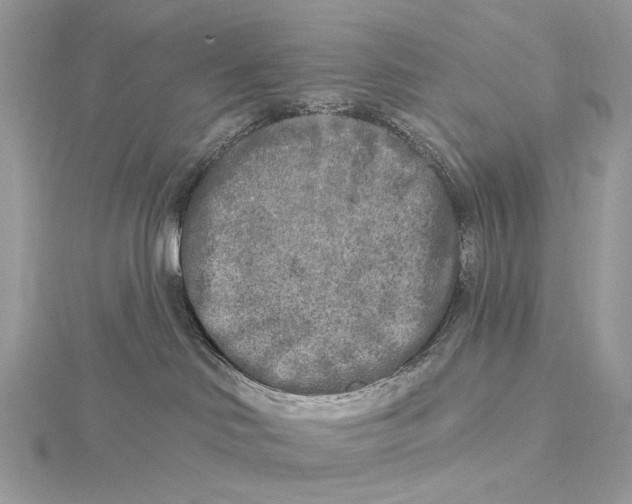 X0000115550046200912041041