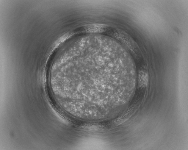 X0000115550726200912041031