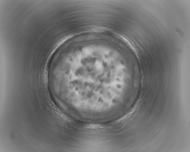 X0000115550835200912041030