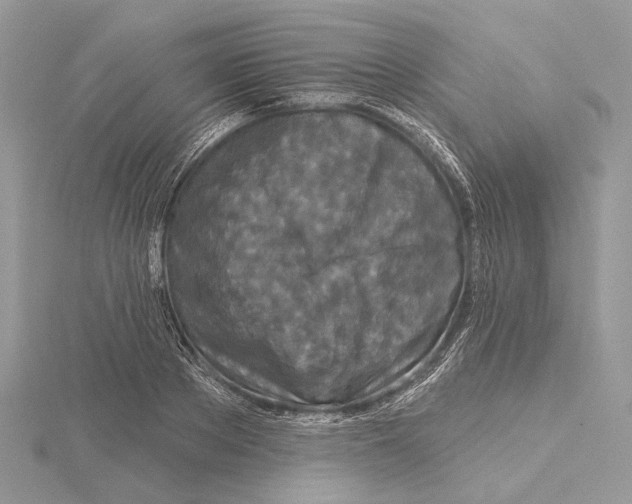 X0000115550889200912041030