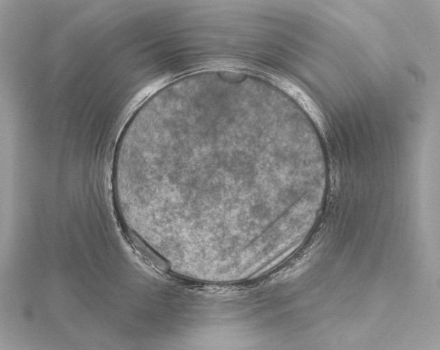 X0000115550954200912041029