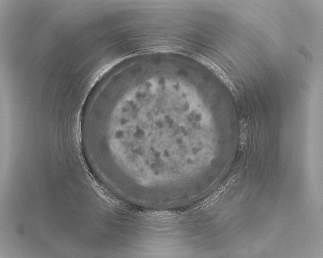 X0000115551031200912041028