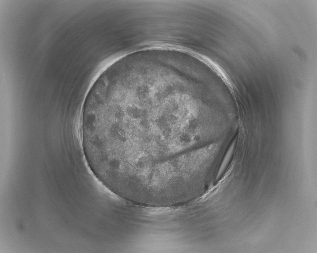 X0000115551247200912041026