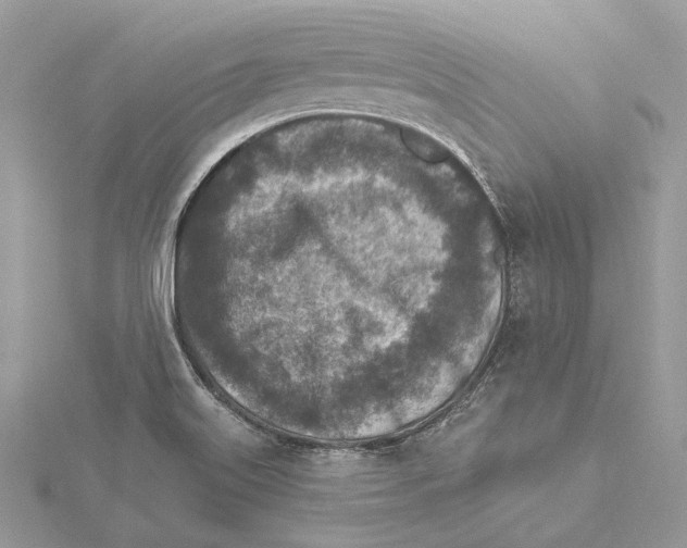 X0000115551515200912041021