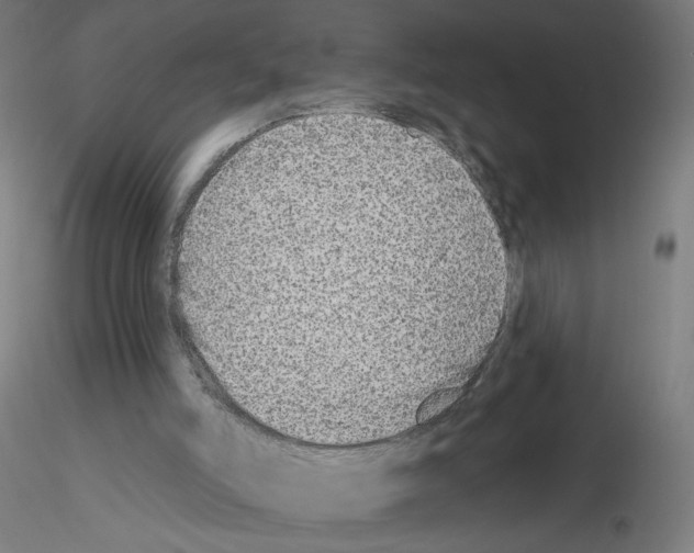 X0000115550006200912181604