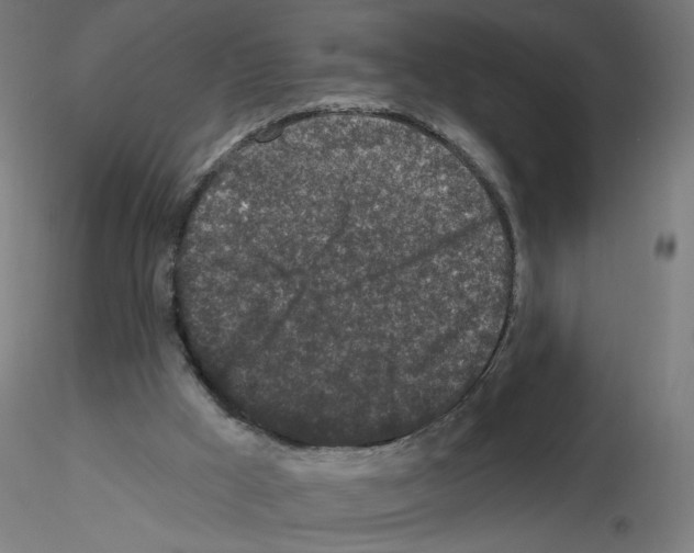 X0000115550009200912181604