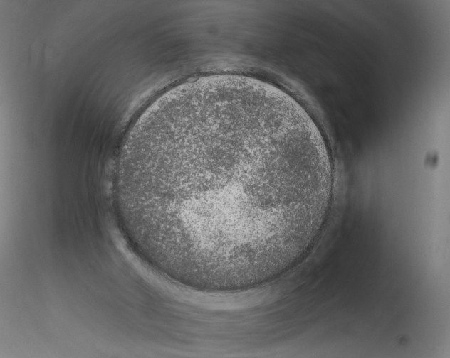 X0000115550010200912181604