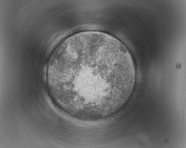 X0000115550014200912181604